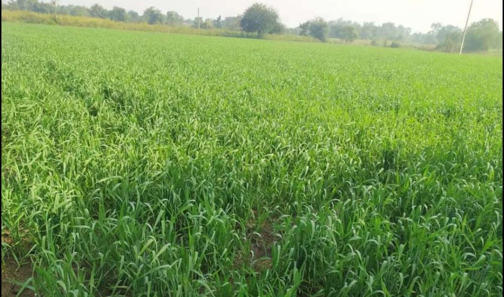 Agriculture Land